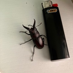 ツメノコの画像