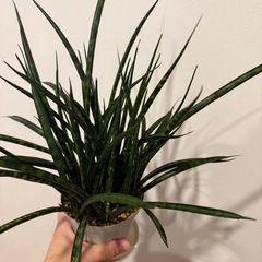 観葉植物　サンスベリア　ミカド
の画像