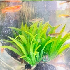 メダカ10匹の画像