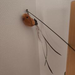 猫のおもちゃの画像