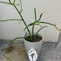 🌱ミルクブッシュ③の画像