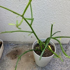 🌱ミルクブッシュ③の画像