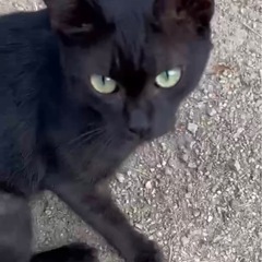 【人慣れ抜群野良🐈‍⬛】グリーンアイ🟢のめちゃくちゃ可愛い…