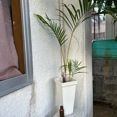 観葉植物　🪴②の画像