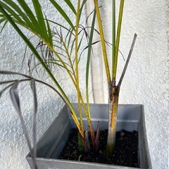観葉植物　🪴②の画像