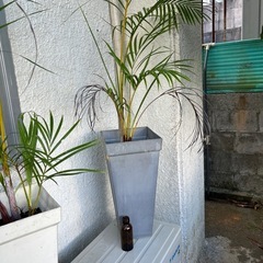 観葉植物　🪴②の画像