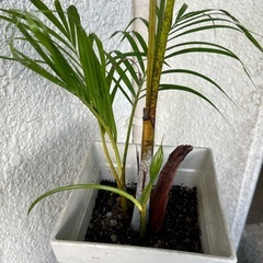 観葉植物　🪴②の画像