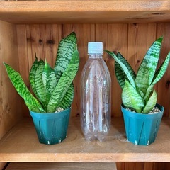 サンセベリア 3点セットの画像