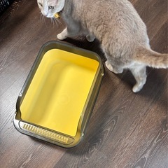 猫トイレの画像