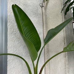 オオガスタ❓
の画像