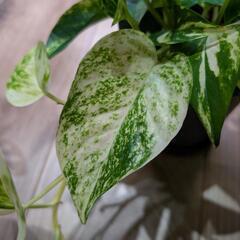 【観葉植物】ポトスの画像