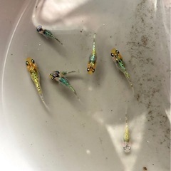 8ビート　メダカの画像