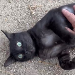 【人馴れ完璧野良🐈‍⬛ちゃん】グリーンアイ🟢が綺麗な子です…