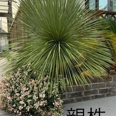 ユッカ・リネアリフォリアの画像