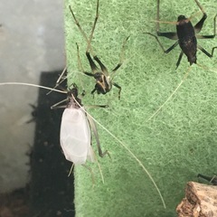 鈴虫もらってください(最終)の画像