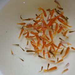 選別漏れ金魚１００匹の画像