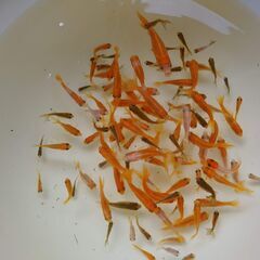 選別漏れ金魚１００匹の画像