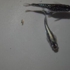 メダカ　ミッドナイトフリル対外光若魚　7匹 現物出品の画像