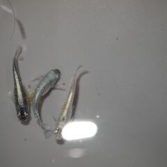 メダカ　ミッドナイトフリル対外光若魚　7匹 現物出品の画像