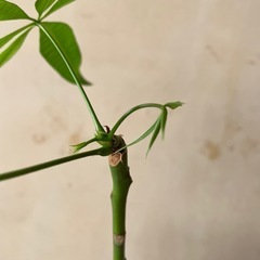 パキラ　観葉植物　ガーデニング　園芸の画像