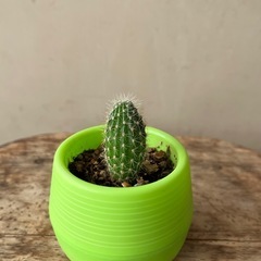 サボテン　多肉植物　観葉植物　園芸　ガーデニング