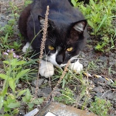 猫　