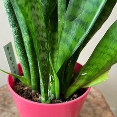 サンセベリア　サンスベリア　園芸　ガーデニング　観葉植物の画像