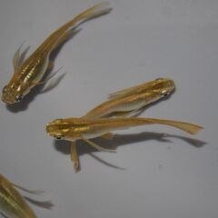 メダカ　黄金リアルロング稚魚（１㎝前後））２0匹の画像
