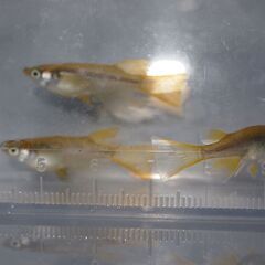 メダカ　黄金リアルロング稚魚（１㎝前後））２0匹の画像
