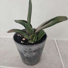 【処分物】ガステリア　臥牛交配種の画像
