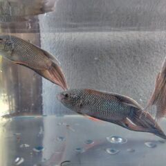 ブラックパラダイスフィッシュの画像