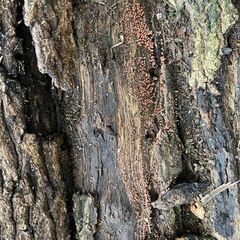 廃ホダあげますの画像