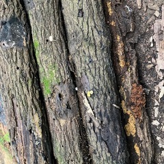 廃ホダあげますの画像