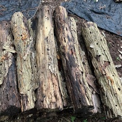 廃ホダあげますの画像