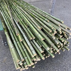 青竹の支柱20本からたくさん　畑やお花作り、鹿柵などにどうぞの画像