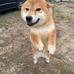 柴犬(赤）まだ２歳の女の子
