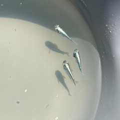 【メダカ】墨武 1ペア＋♀1＋若魚2の画像