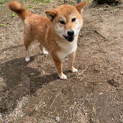 柴犬(赤）もうすぐ3歳の女の子