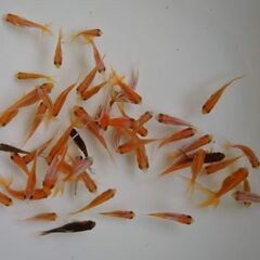 稚魚ＭＩＸ50匹の画像