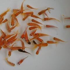 稚魚ＭＩＸ50匹の画像