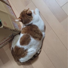 男の子3歳