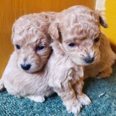 マルチーズ✕トイプードル　予約🐶