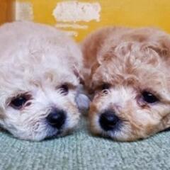トイプードル✕ビション　予約🐶