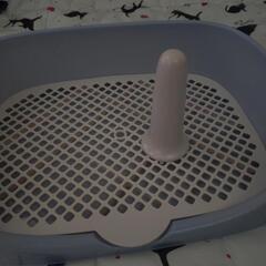 子犬用トイレトレーニング用トイレの画像