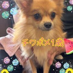 チワポメちゃん（女の子）