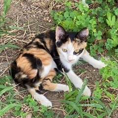 幸せになりたい三毛猫姉妹