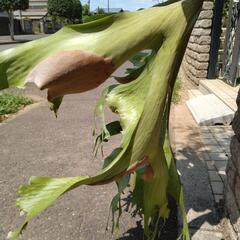 ビカクシダ　ホルタミー　ワイルドの画像