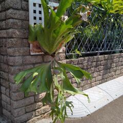 ビカクシダ　ホルタミー　ワイルドの画像