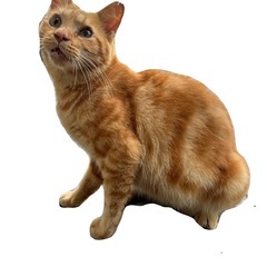 アメショーのような茶トラの迷い猫