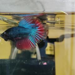 熱帯魚　ベタの画像